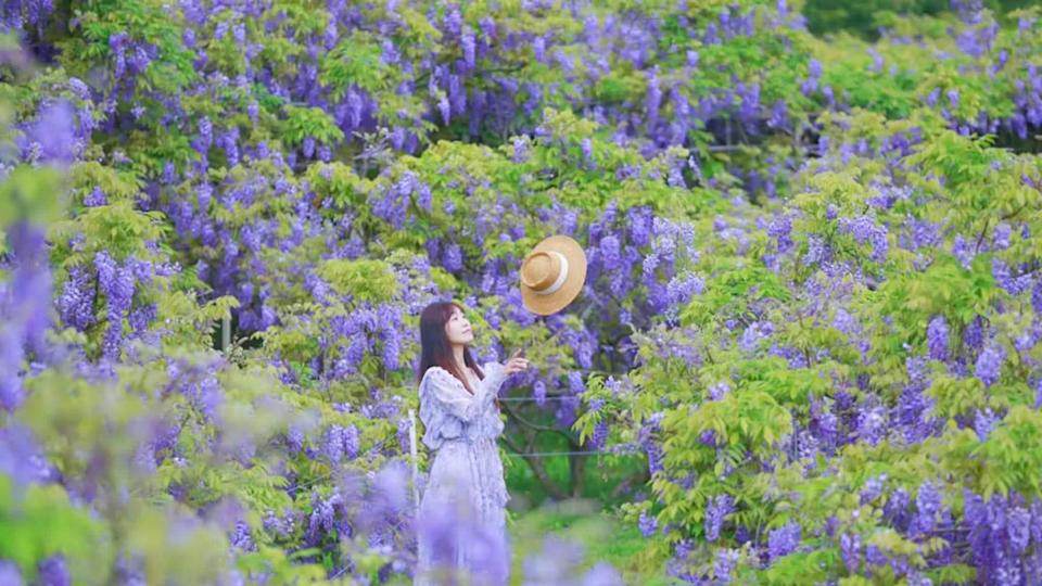 淡水紫藤花季登場！走進紫色仙境 順遊「5大質感景點」喝百年藥鋪酸梅湯、老宅咖啡廳賞夕陽